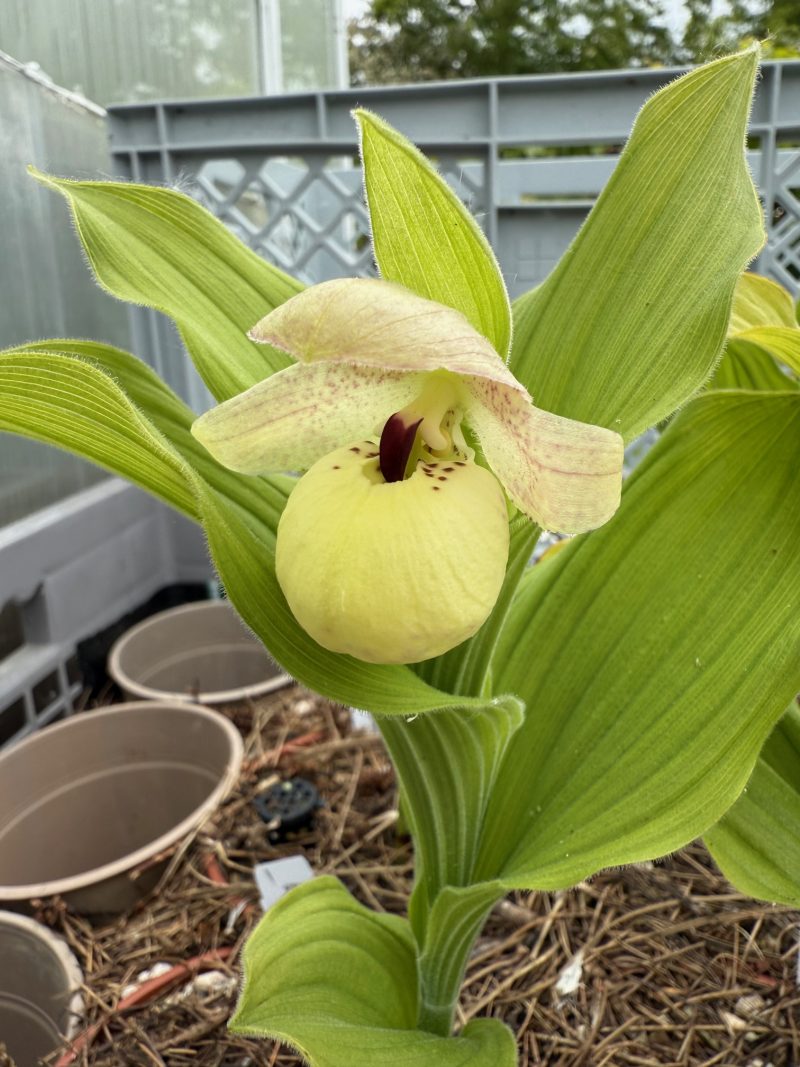 Cypripedium flavum - Image 3