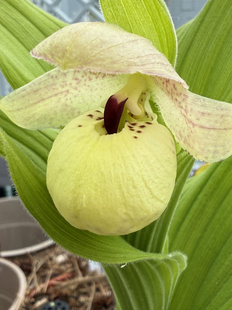 Cypripedium flavum - Image 2