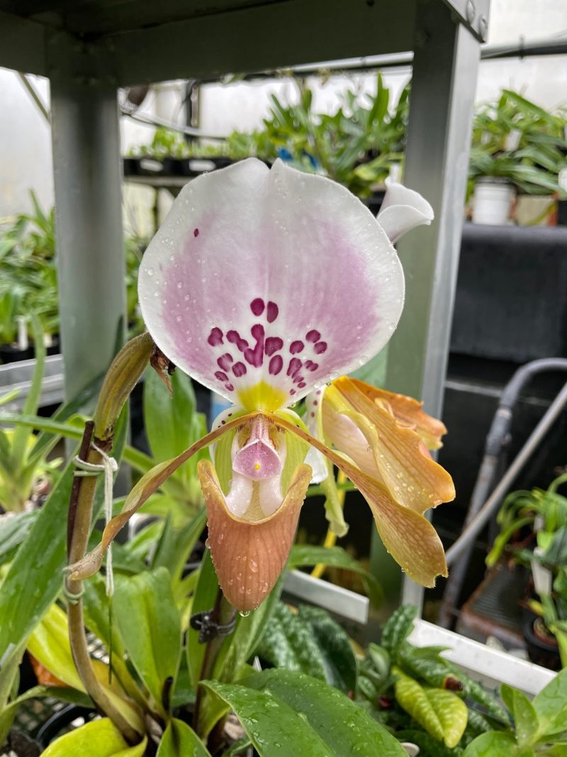 Paphiopedilum papilio-laoticus