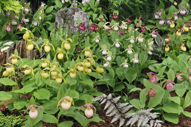 Hardy_Garden_Orchid_Elite_Orchids