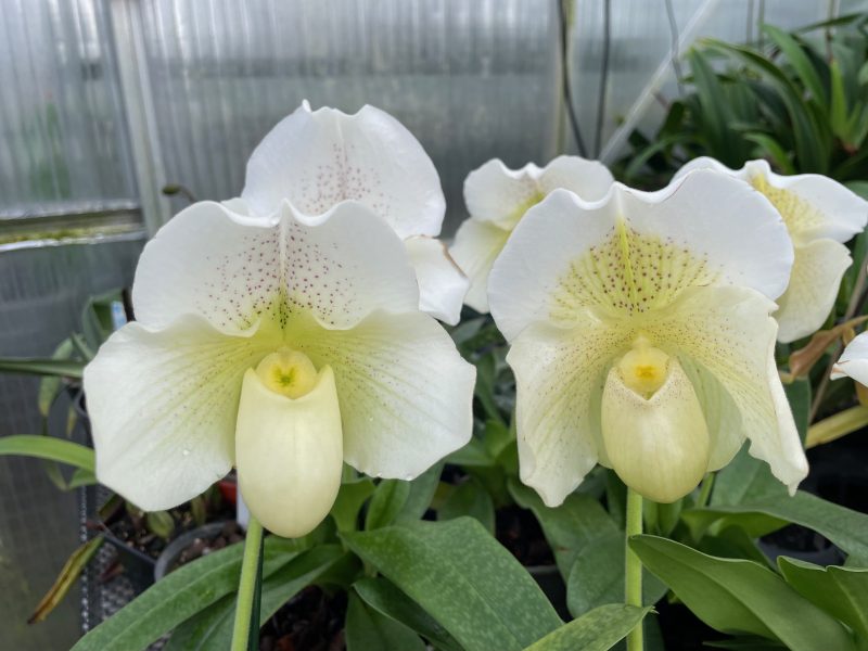 Paphiopedilum White Lady  (P. White Knight x P. Ice Age) - Image 3