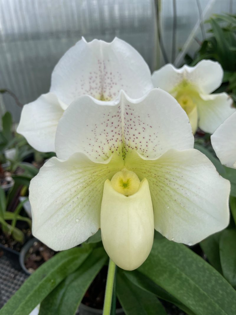 Paphiopedilum White Lady  (P. White Knight x P. Ice Age)