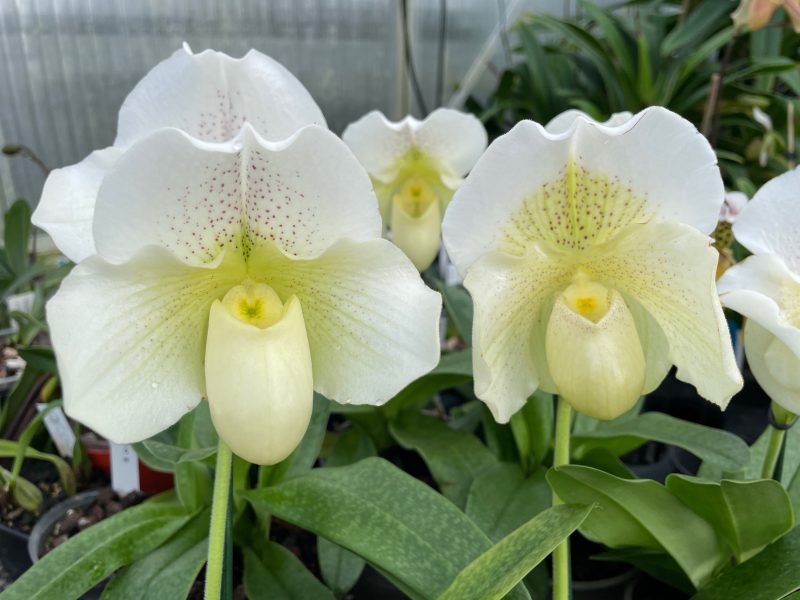 Paphiopedilum White Lady  (P. White Knight x P. Ice Age) - Image 4
