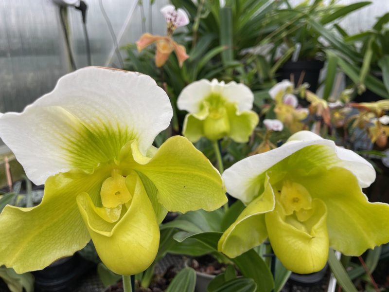 Paphiopedilum Green Complex - in flower - Image 2