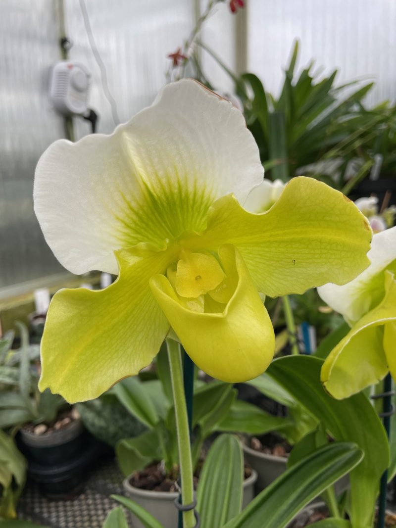 Paphiopedilum Green Complex - in flower