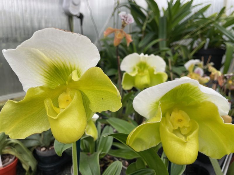 Paphiopedilum Green Complex - in flower - Image 4