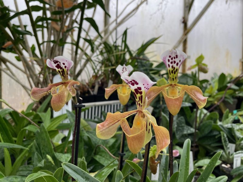 Paphiopedilum gratrixianum - Image 2