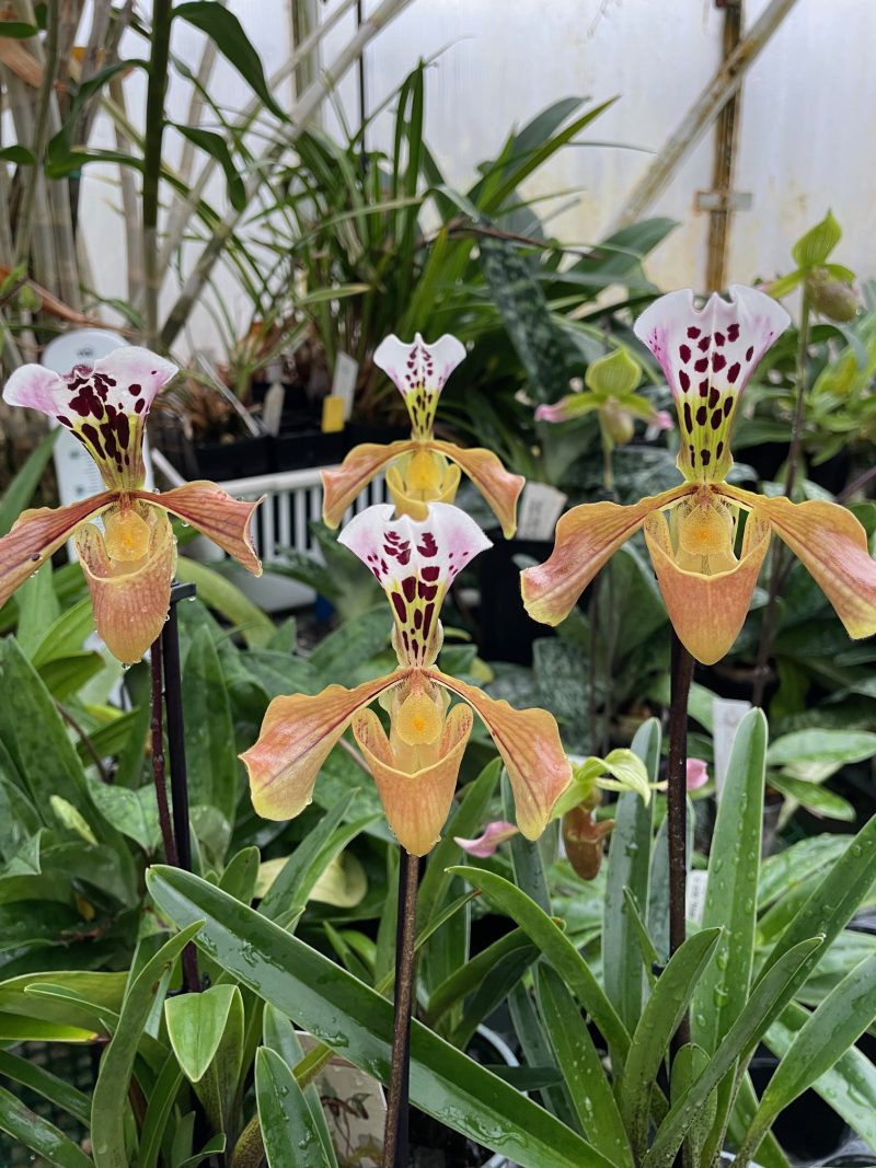 Paphiopedilum gratrixianum - Image 4