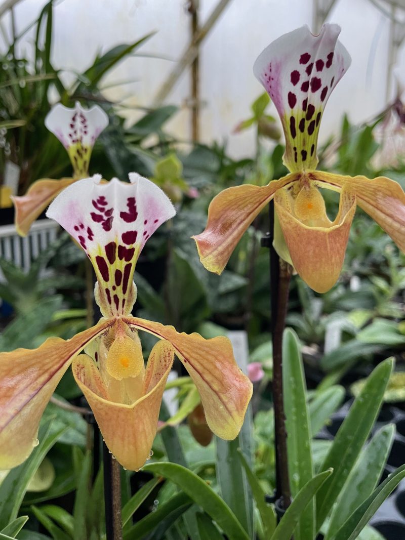 Paphiopedilum gratrixianum