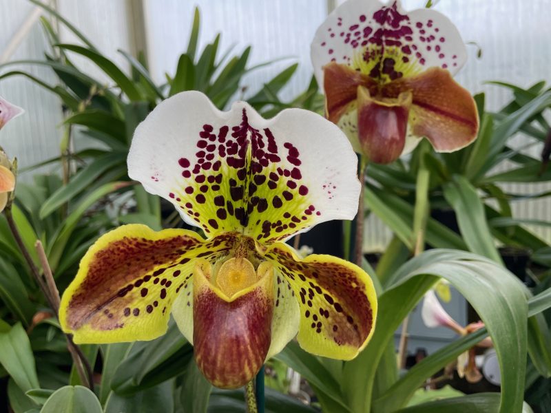 Paphiopedilum Large Red Spotty Complex (Bulldog Slippers) - In Flower - Image 6