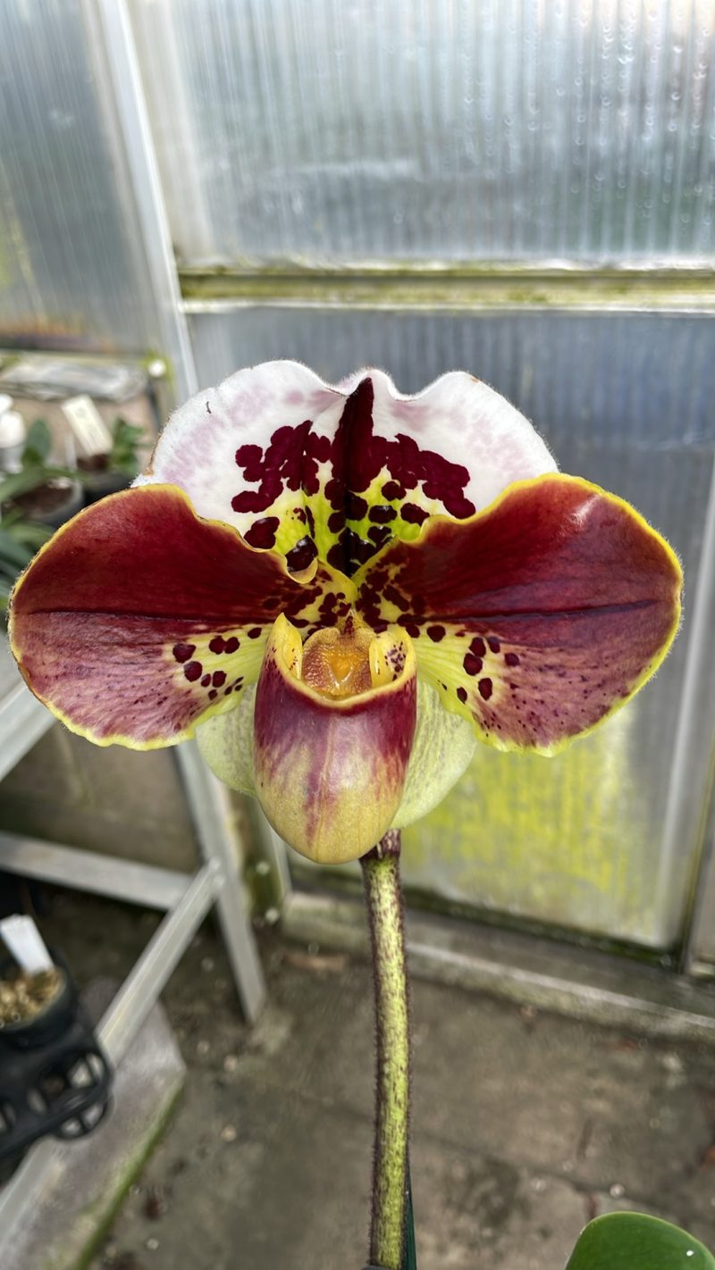 Paphiopedilum Large Red Spotty Complex (Bulldog Slippers) - In Flower - Image 4