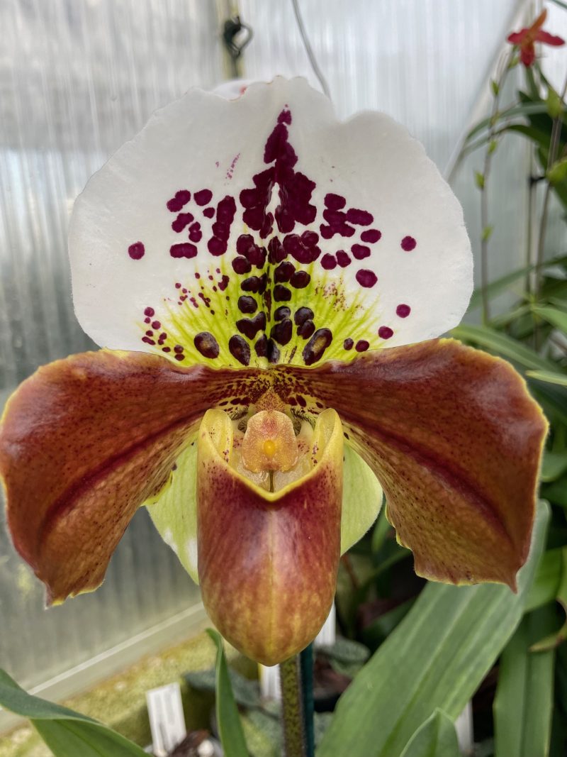 Paphiopedilum Large Red Spotty Complex (Bulldog Slippers) - In Flower - Image 2