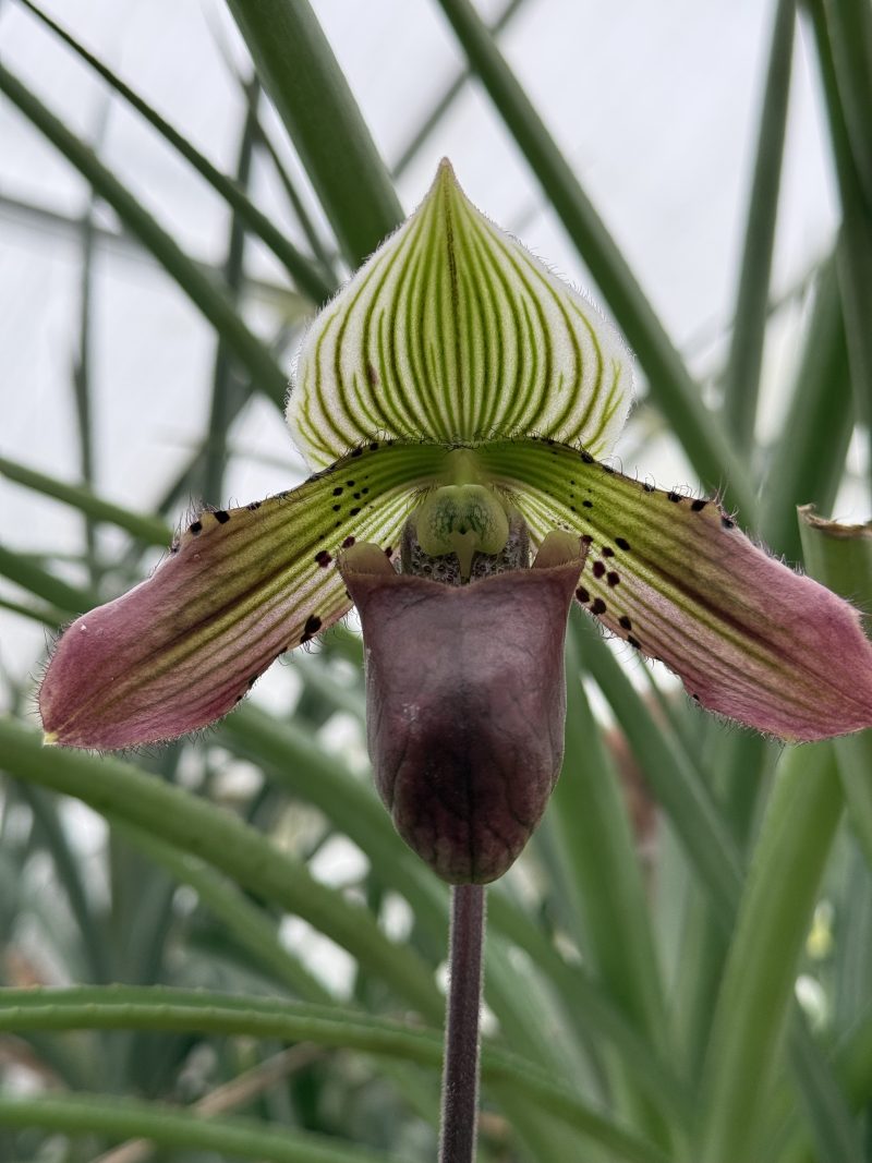 Paphiopedilum Delightfully Venus 'Cab Franc' x Urban Vogue 'Beaujolais'
