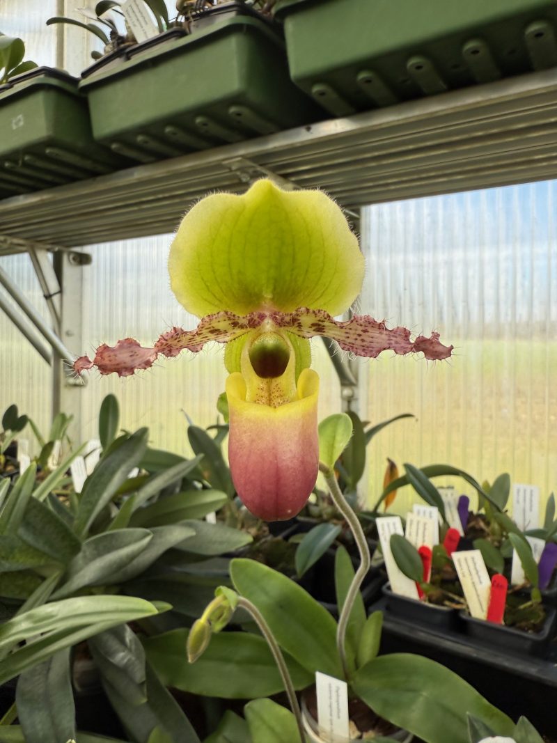 Paphiopedilum primulinum var. purpurascens