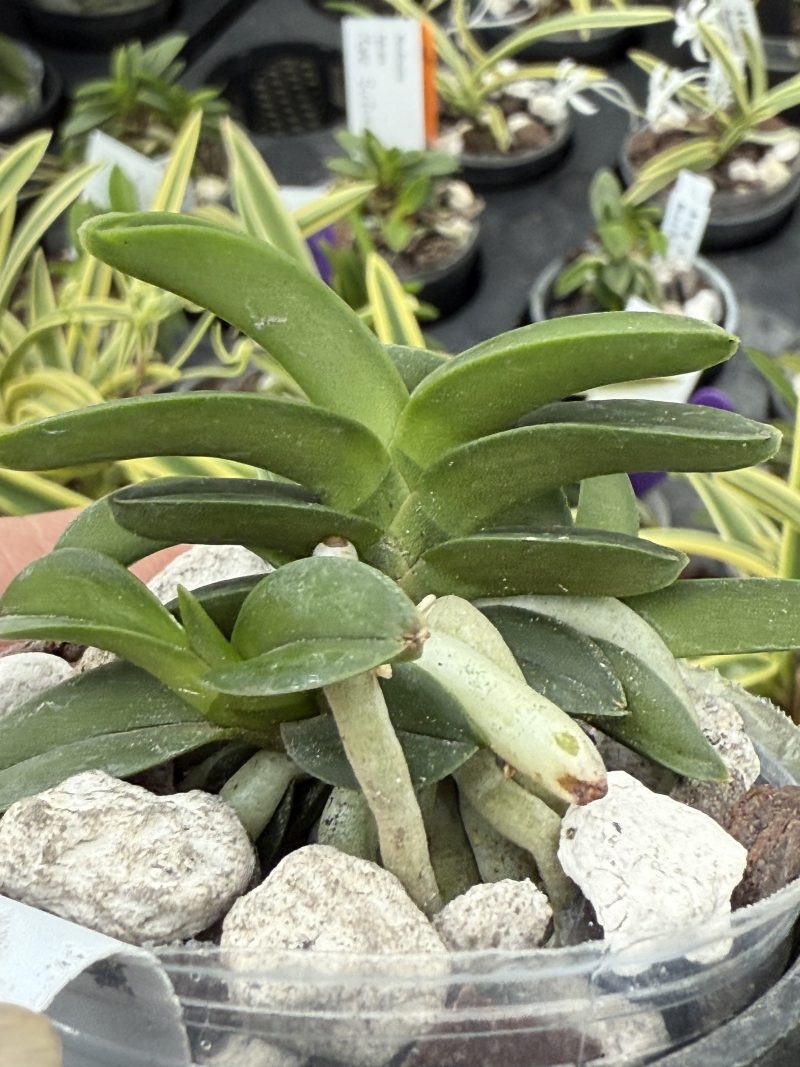Neofinetia falcata 'Janggun'