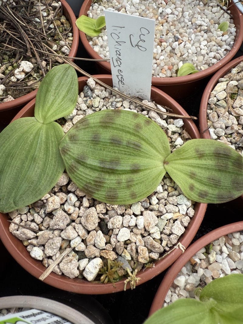 Cypripedium lichiangense