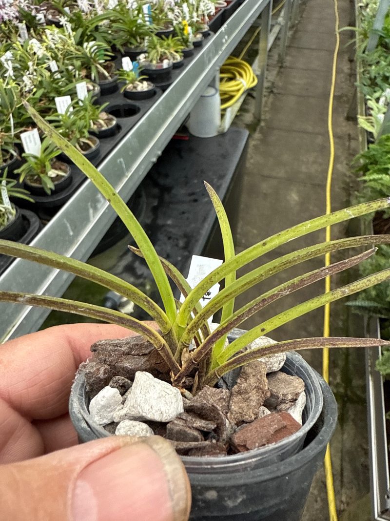 Neofinetia falcata 'Hanamatoi'