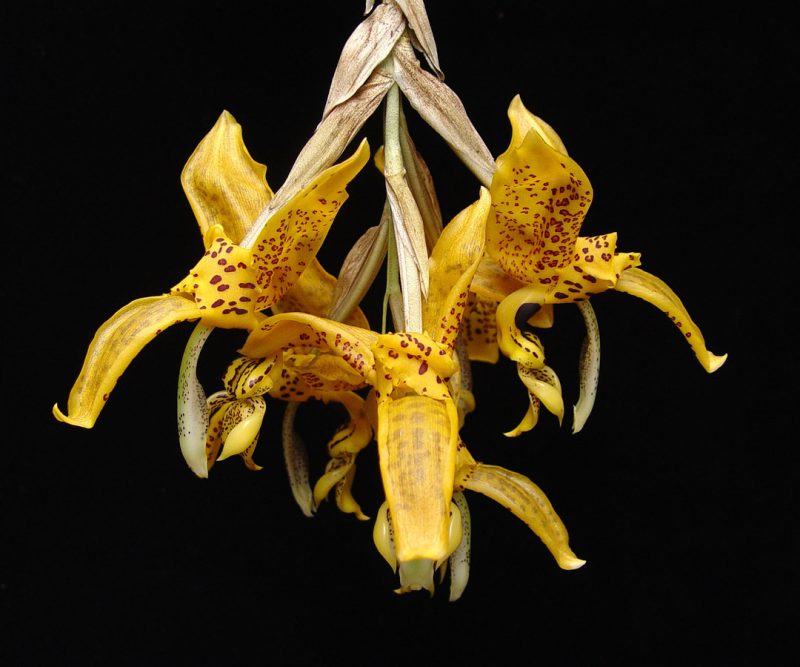 Stanhopea jenischiana
