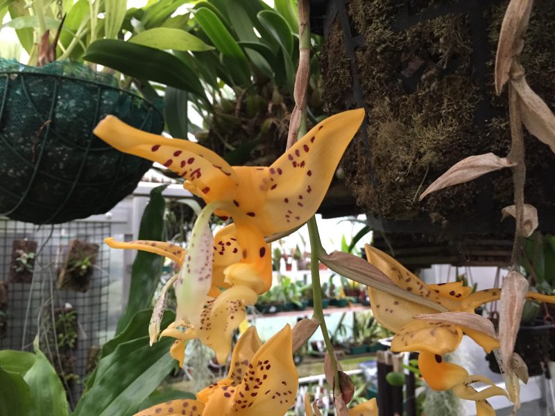 Stanhopea wardii